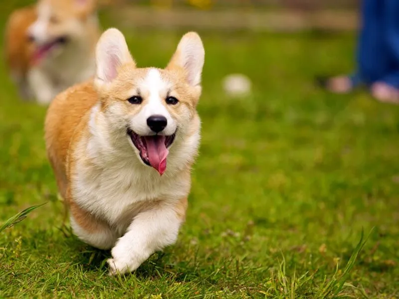 Khi mơ thấy một chó hãy chọn con số 26 có thể mang đến một điềm báo tốt lành